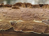Hydnoporia tabacina image