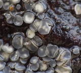 Mollisia cinerea image