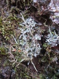 Cladonia coniocraea image