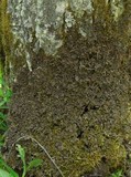 Nephroma parile image