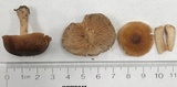 Gymnopus luxurians image