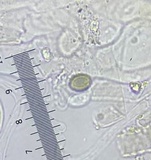 Gymnopus luxurians image