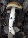 Cortinarius trivialis image