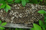 Peltigera elisabethae image