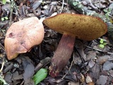 Sutorius luridiformis image