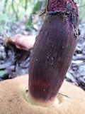 Sutorius luridiformis image