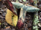 Sutorius luridiformis image