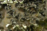 Peltigera elisabethae image