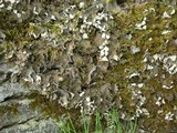 Peltigera elisabethae image