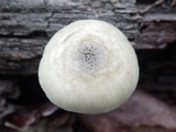 Pluteus salicinus image