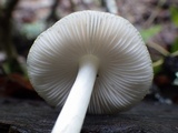 Pluteus salicinus image