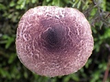 Lepiota brunneoincarnata image
