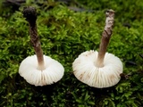 Lepiota brunneoincarnata image