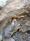 Gyrodontium sacchari image