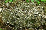 Peltigera elisabethae image