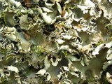 Peltigera elisabethae image