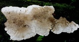 Coriolopsis caperata image