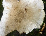 Coriolopsis caperata image