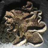 Peltigera lepidophora image