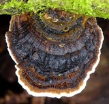 Coriolopsis caperata image