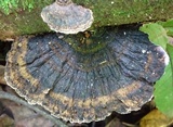 Coriolopsis caperata image