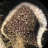 Peltigera lepidophora image