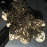 Peltigera lepidophora image