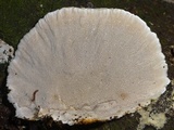 Coriolopsis caperata image