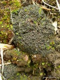 Collema bachmanianum image