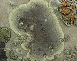 Dimelaena oreina image