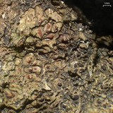 Heppia lutosa image