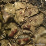 Heppia lutosa image