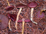 Cortinarius smithii image