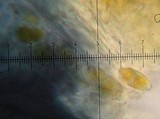 Heppia lutosa image