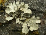 Lobaria hallii image
