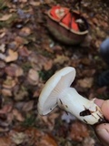 Hygrophorus flavodiscus image