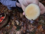 Hygrophorus flavodiscus image