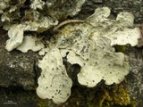 Lobaria hallii image