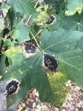 Rhytisma acerinum image