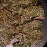 Melanohalea subelegantula image