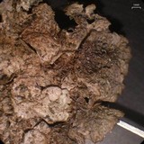 Melanohalea subelegantula image