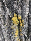 Xanthoria ulophyllodes image