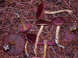 Cortinarius smithii image