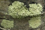 Parmeliopsis ambigua image