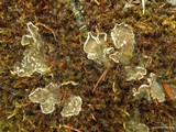 Peltigera extenuata image