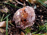 Phallus hadriani image