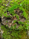 Peltigera extenuata image