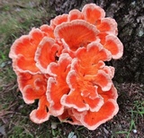 Laetiporus cincinnatus image
