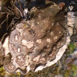 Peltigera extenuata image