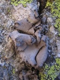 Dermatocarpon reticulatum image